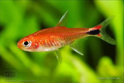 Axelrodia riesei
