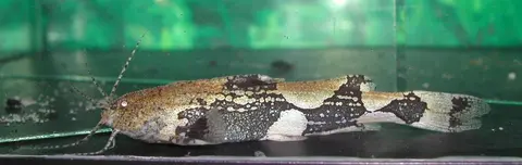 普氏粒鲶