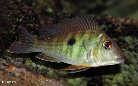Geophagus abalios