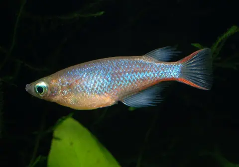 Oryzias wolasi