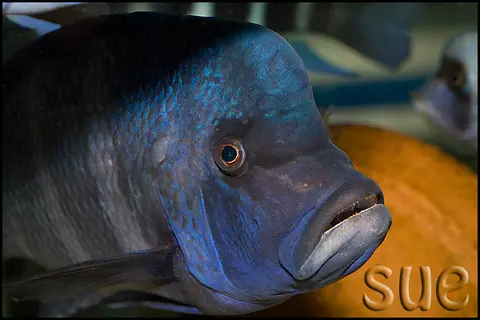 Cyphotilapia gibberosa
