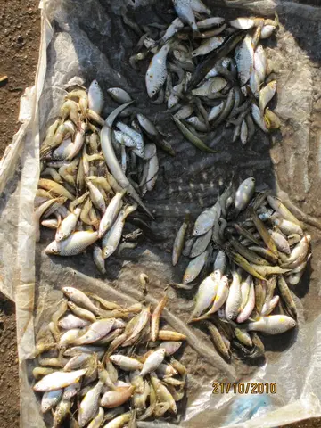 沙昆鲤