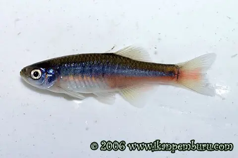 缺须