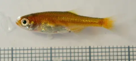 红身小波鱼