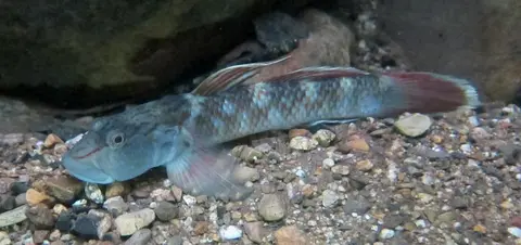 Rhinogobius sp. 'CO'