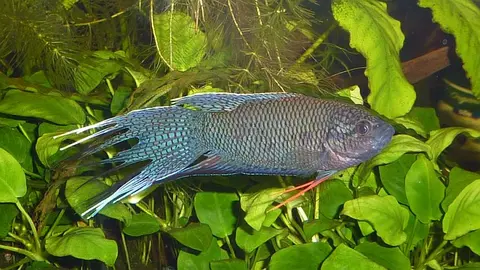 Macropodus spechti
