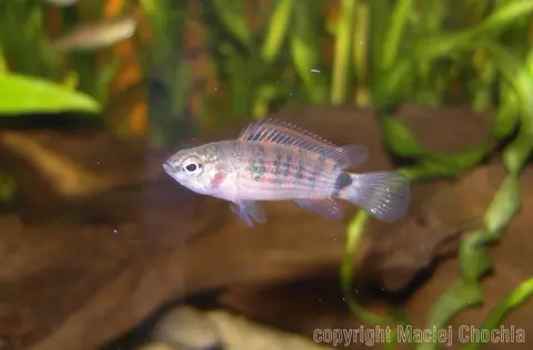 Badis ruber