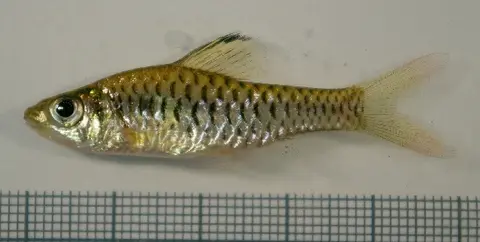 山魮