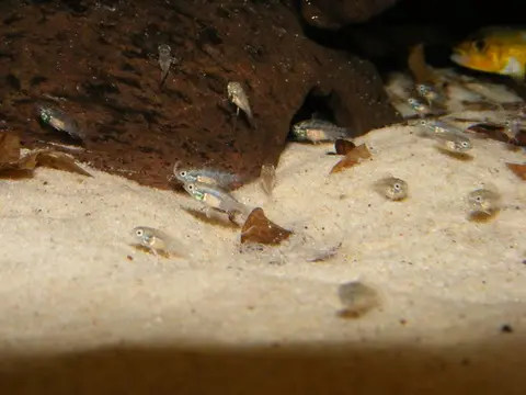 Apistogramma eremnopyge