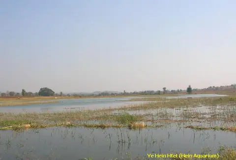银河斑马
