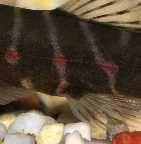 Erromyzon sp. 'ER02'