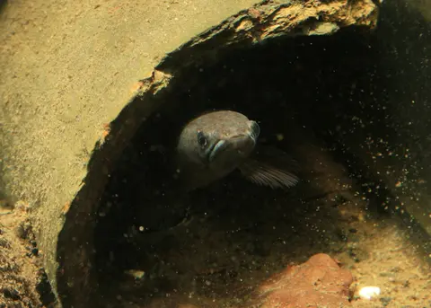东方鳢