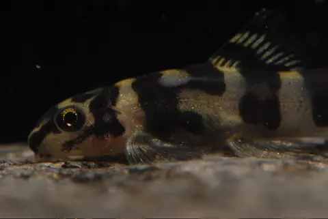 Sewellia sp. 'SEW01'