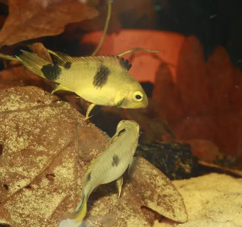 Apistogramma pantalone