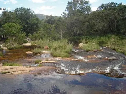 Hyphessobrycon brumado