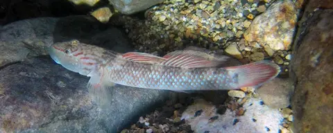 Rhinogobius sp. 'CO'