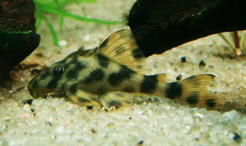 Peckoltia oligospila