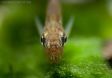 Hydrolycus armatus