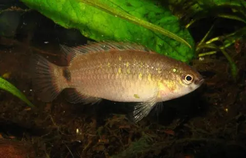 Badis khwae