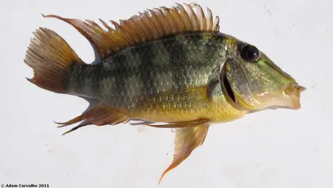 Satanoperca jurupari