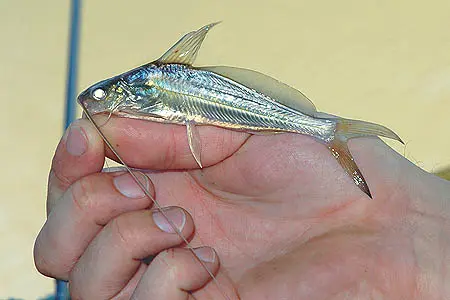 辛格鳠