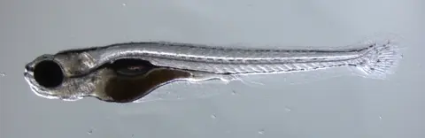 斑马鱼
