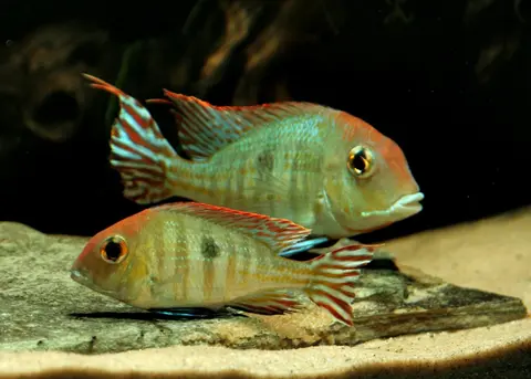 Geophagus sp. 'orange head'