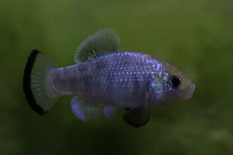 Cyprinodon alvarezi