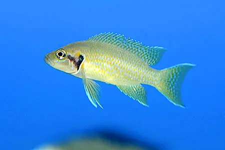 Neolamprologus helianthus