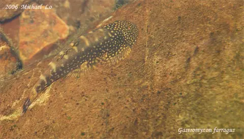 Gastromyzon farragus