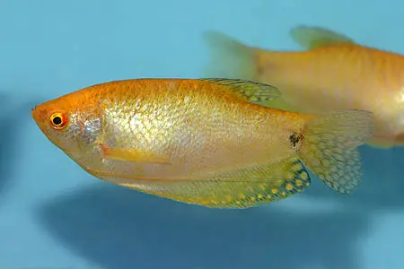 蓝曼龙
