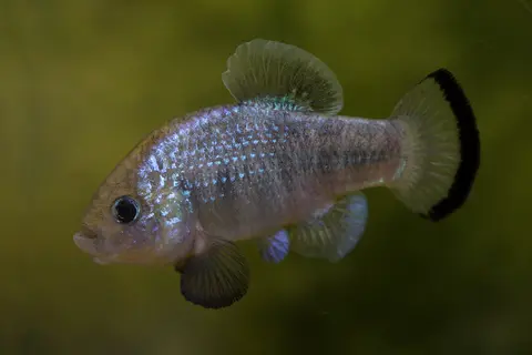 Cyprinodon alvarezi