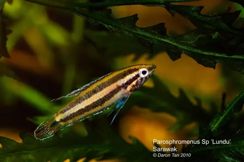 Parosphromenus allani