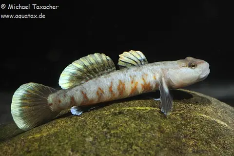 Rhinogobius zhoui