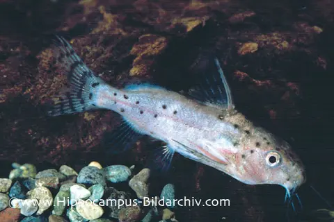 罗比歧须鮠