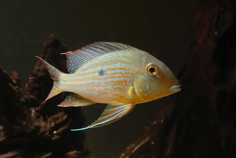 Geophagus neambi