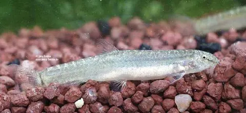 雀斑鳞头鳅