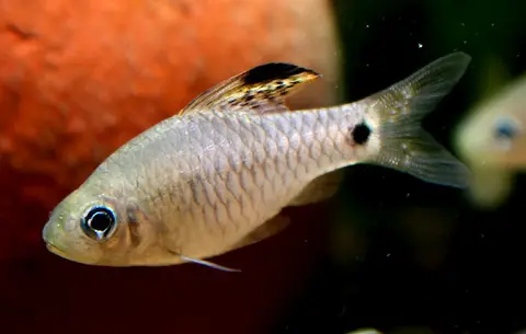 Oreichthys crenuchoides