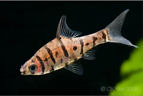 Eirmotus insignis