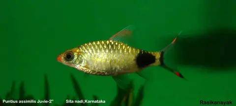 Dawkinsia assimilis