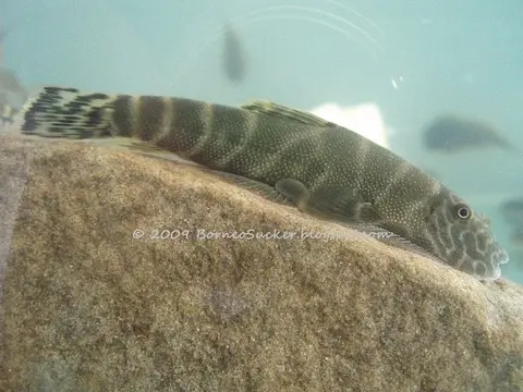 Gastromyzon extrorsus