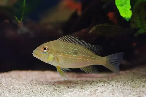 银点珠母丽鱼