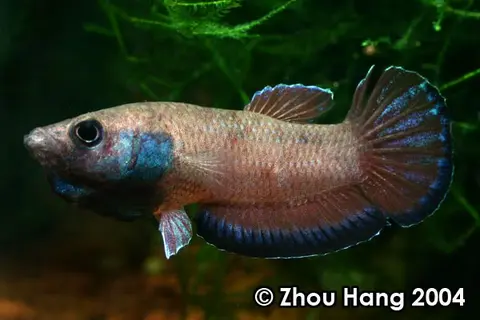 塘搏鱼