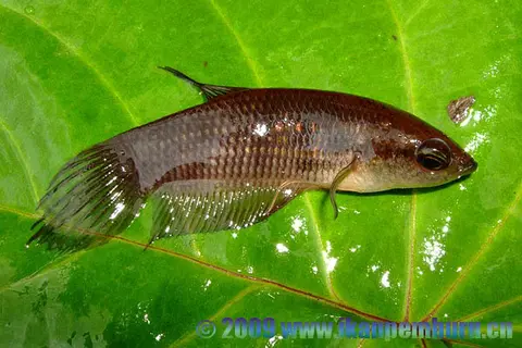 Betta midas