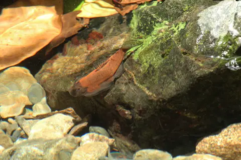 美腹腹吸鳅