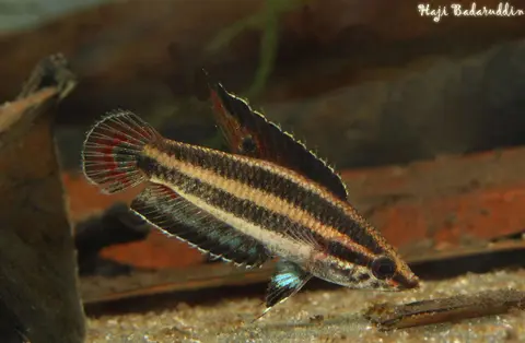 Parosphromenus allani