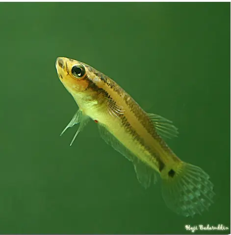 Betta ocellata