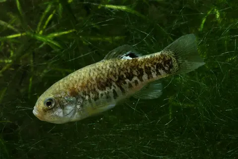 Cyprinodon julimes