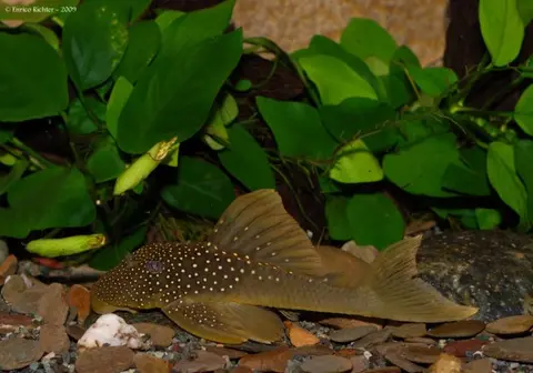 Baryancistrus demantoides