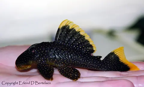 Baryancistrus sp. cf. xanthellus